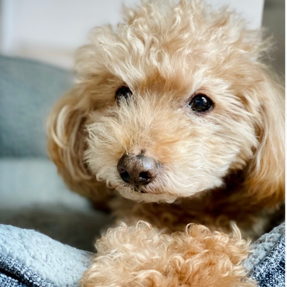 Meet your Posher, Candice - Picture 3 of 4